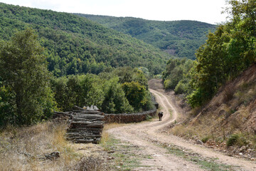cut woods along the path in the oak forest