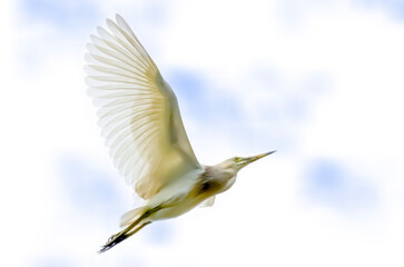 Little Egret flying on the sky.