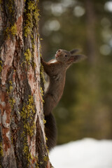 European squirrel (Sciurus vulgaris) on a tree trunk.