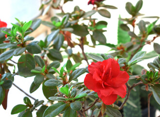 a beautiful pink flower by the window