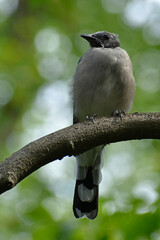 Juvenile blue jay resting on a branch