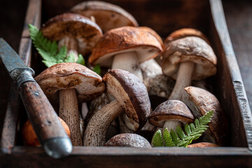 Raw and noble wild mushrooms straight from the forest