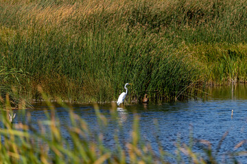 Great White Crane in a marsh in Nevada