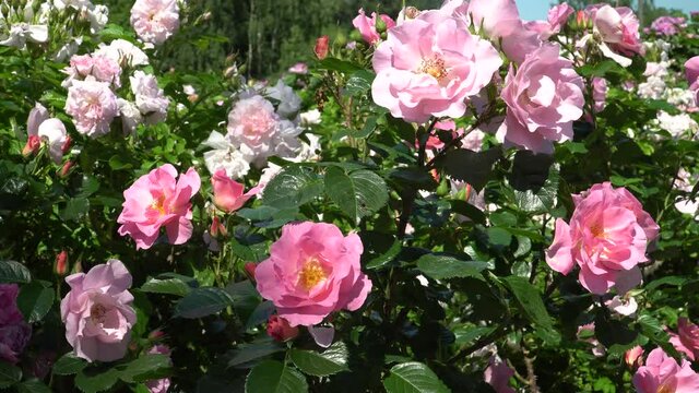 Light pink roses blossoms in the garden. A sample of big flowers in the rose bush, a close-up beautiful scene. Sunny day landscape of the summer season. Scenic greenery in June month.