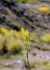 A yellow fall flower in Badlands, Alberta, Canada
