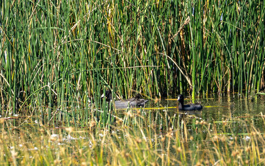 Ducks in the reeds in a marsh