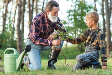 Lovely grandpa teaches his grandson to plant oak sapling into the ground among other trees in the...