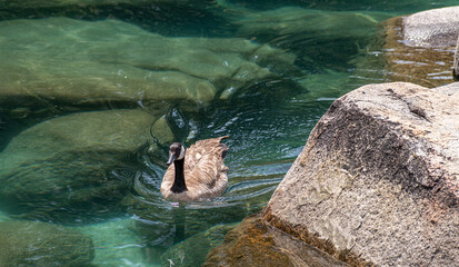 Canadian goose in Lake Tahoe, Nevada