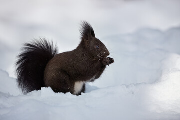 Eurasian red squirrel, Sciurus vulgaris.