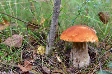 Boletus grows in the forest against the background of green vegetation. White mushroom for cooking and eat.