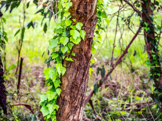 Ivy In The Bush