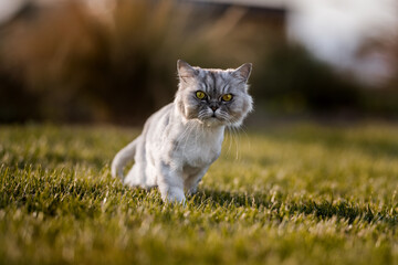 Obraz premium Playful curious groomed persian chinchilla cat with beautiful green eyes on the grass outside on sunset or sunrise.