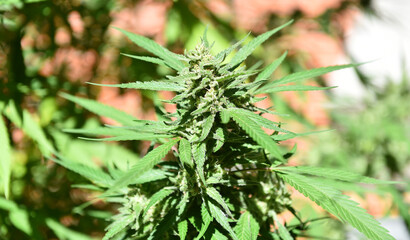 a marijuana plant for medicinal use