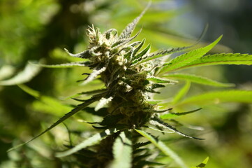 a marijuana plant for medicinal use