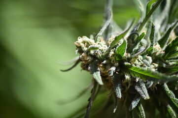 Naklejka na ściany i meble a marijuana plant for medicinal use