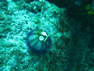 coral reef with fish