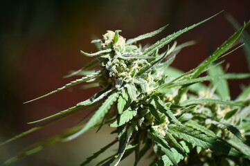 Naklejka na ściany i meble a marijuana plant for medicinal use