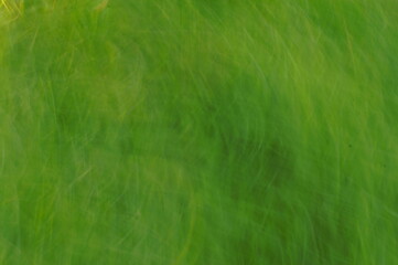 Green, light organic plant background 