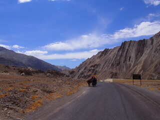 Local women and a cow walking in the scenic nature, Alchi, Leh, Ladakh, Jammu and Kashmir, India