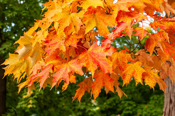 Naklejka na ściany i meble Colorful oak tree leaves in a park in Pittsburgh, Pennsylvania, USA