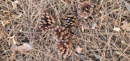 close up of cones