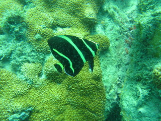 coral reef with fish