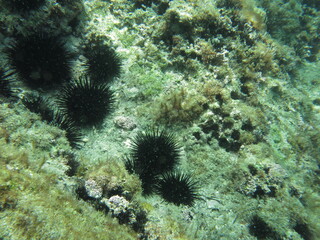 coral reef with fish