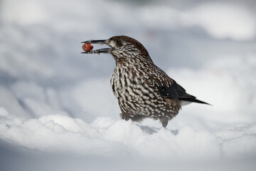 Eurasian nutcracker (Nucifraga caryocatactes) with food, in the snow.