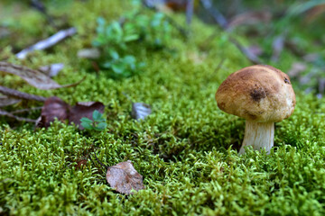 White wild mushroom in the forest against the background of green vegetation. Boletus grows in wildlife. Porcini bolete mushrooms
