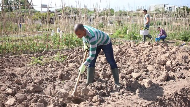 Young indian man gardener working at land with garden mattock outdoor. High quality FullHD footage