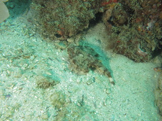 coral reef with fish