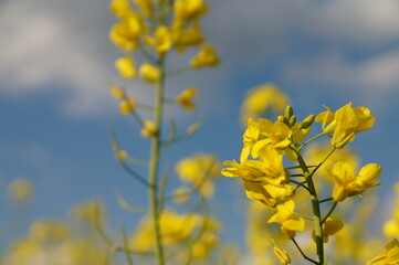 Rapeseed has a field - in the blue sky