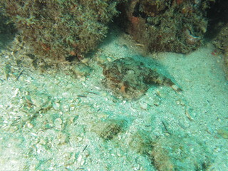 coral reef with fish