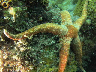 coral reef with fish