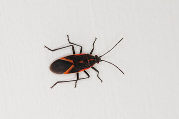 Boxelder bug on a white background.