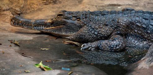 Earth Toned Scales on a Gharial Next to a Pond