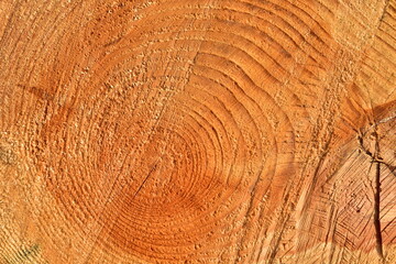 Fototapeta premium Wooden structure. Cross sectional cut end of log showing the pattern and texture created by the growth rings. Section through trunk of the wood. Annual ring on a sawn through tree. Natural material