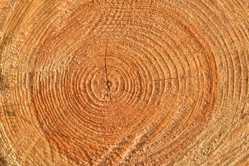 Naklejka premium Wooden structure. Cross sectional cut end of log showing the pattern and texture created by the growth rings. Section through trunk of the wood. Annual ring on a sawn through tree. Natural material