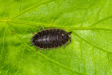 Top view of sow bug on green leaf