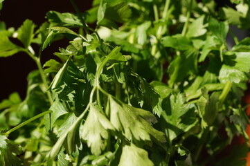 Fototapeta na wymiar Green parsley in the kitchen, on black background