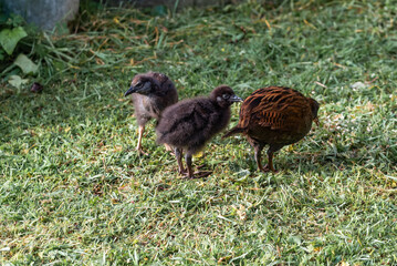 mother weka with her young