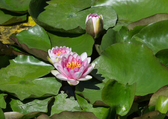Red water lilies surrounded by leaves on the water