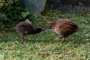 Mother weka feeding baby weka