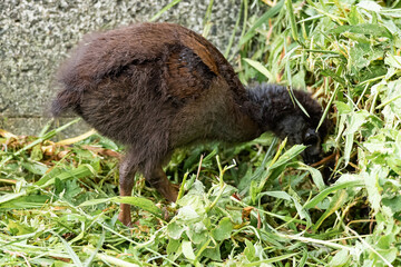 baby weka