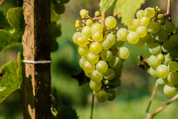 Juicy grapes on the green background in the sunny day. September 2020, France. 
