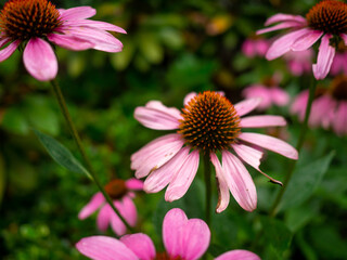 orange and purple daisy flowers in summer