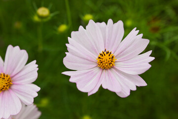 ピンクのコスモスのクローズアップ	