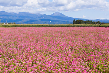Obraz premium 赤そばの花畑から霧島連山を望む 