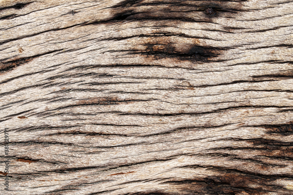 Wall mural background of old wood grain