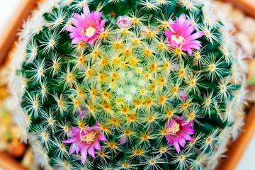 Zelfklevend Fotobehang beautiful pink blooming cactus flower © sakhorn38